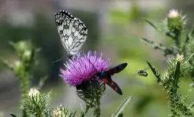 هجوم پروانه ها به کشور؛ اینبار در تهران