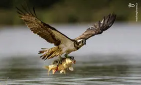 لحظه دیدنی شکار شاهین+عکس