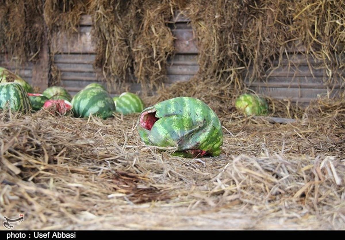 حال‌وروز نامناسب محصول هندوانه در میدان میوه و تره‌بار ارومیه+تصاویر