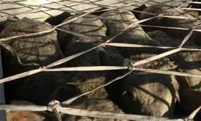 محموله ۴ میلیاردی قاچاق احشام در لرستان توقیف شد