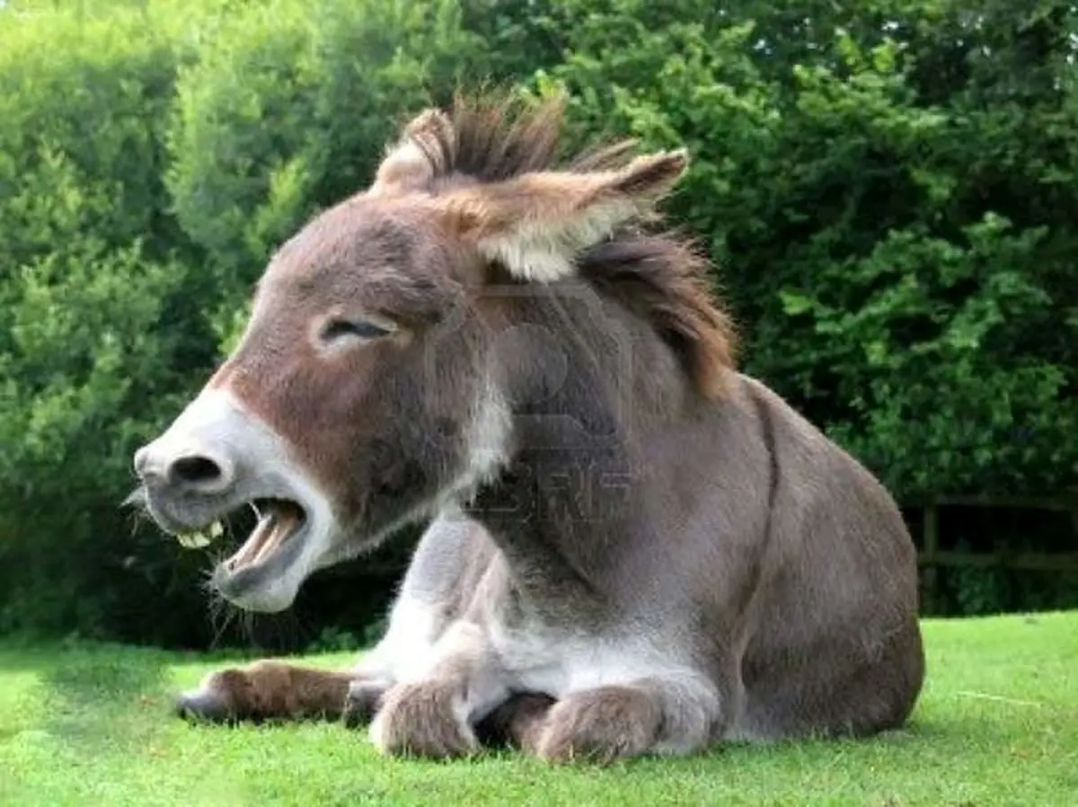 چرا در دنیا هیچگاه مسابقه " الاغ سواری " برگزار نمی شود ؟