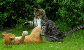 چرا گربه ها با هم دعوا می کنند؟