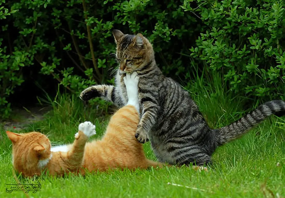 چرا گربه ها با هم دعوا می کنند؟