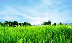 چرا آدم ها بوی چمن را دوست دارند؟