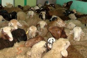 كشف 70 راس گوسفند قاچاق در فامنين