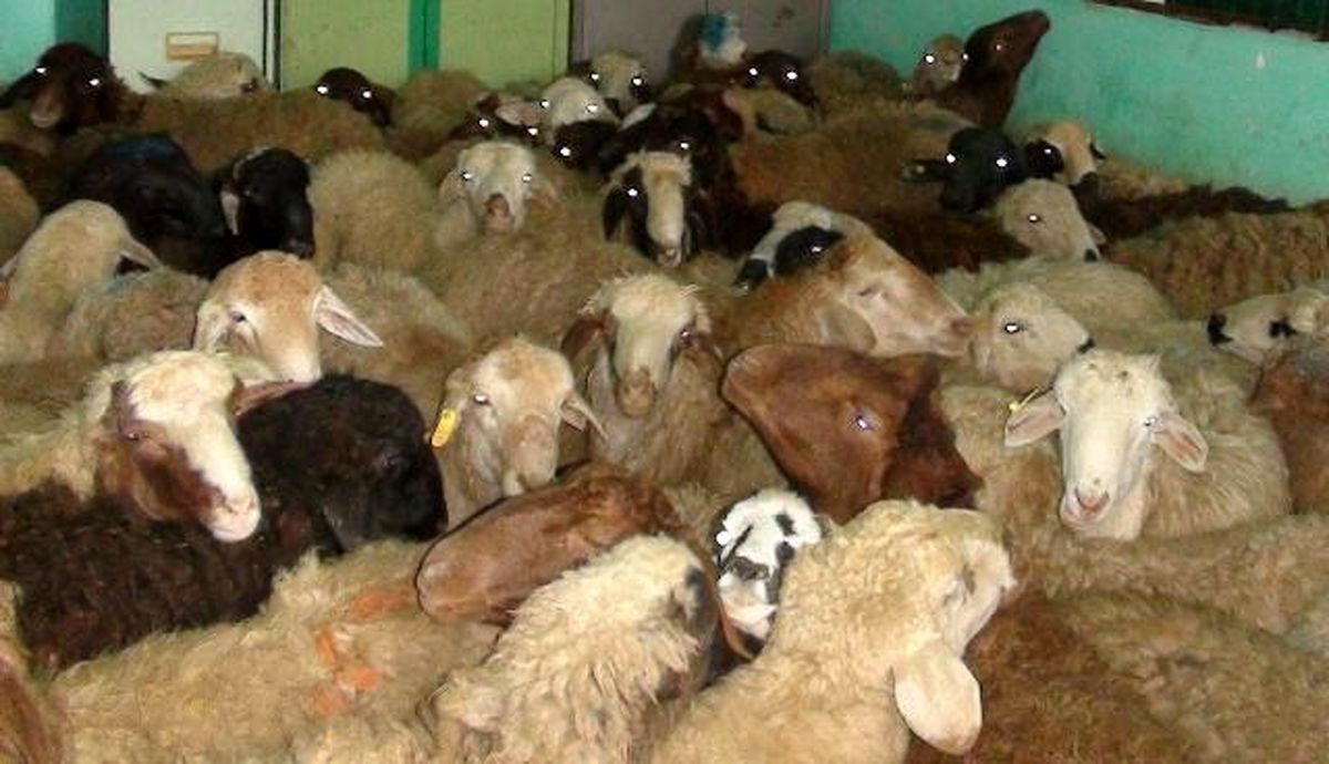 كشف 70 راس گوسفند قاچاق در فامنين