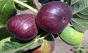 خسارت میلیاردی تگرگ به انجیرستان استهبان