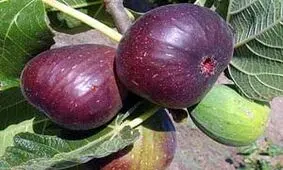 خسارت میلیاردی تگرگ به انجیرستان استهبان