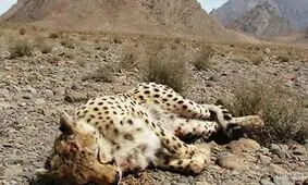 زیستگاهی برای حیات گربه سانان در ایران وجود ندارد/ نابودی تنها زیستگاه گوزن زرد طی ۲۰ سال اخیر