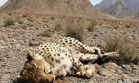 زیستگاهی برای حیات گربه سانان در ایران وجود ندارد/ نابودی تنها زیستگاه گوزن زرد طی ۲۰ سال اخیر