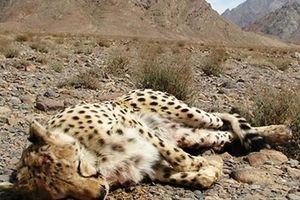 زیستگاهی برای حیات گربه سانان در ایران وجود ندارد/ نابودی تنها زیستگاه گوزن زرد طی ۲۰ سال اخیر