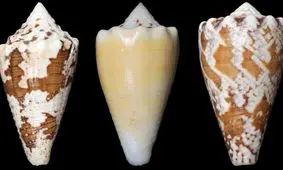 تسکین درد با زهر حلزون