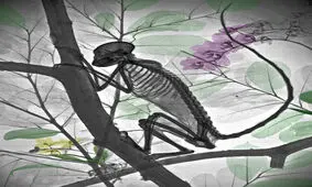 نقاشی‌های زیبا با رنگ کردن عکس‌های اشعه ایکس