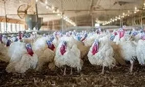 برباد رفتن سرمایه جوان ابرکوهی+ فیلم