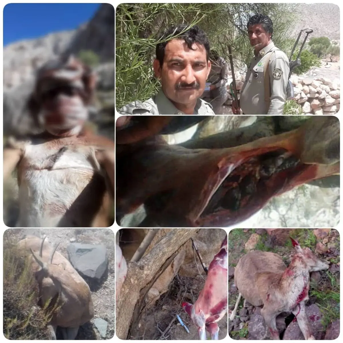 دستگیری شکارچی که گرگ ها هم از دستش در امان نبودند