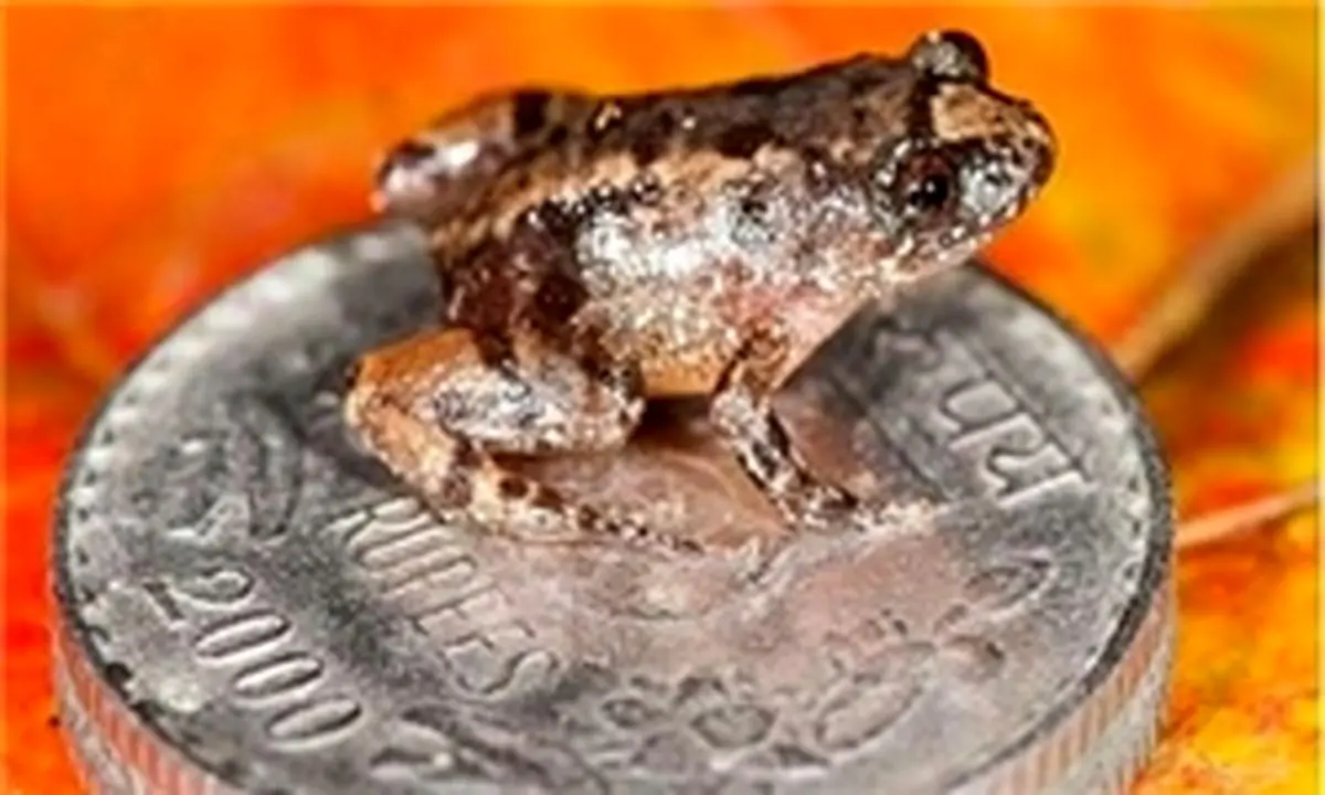 کشف کوچک‌ترین قورباغه‌های جهان در هندوستان