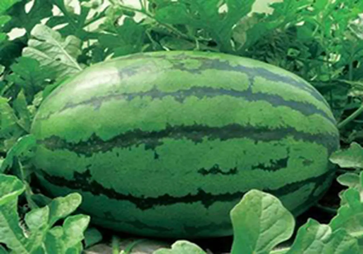 برداشت هندوانه‌های غول‌پیکر از یک مزرعه کوچک + فیلم