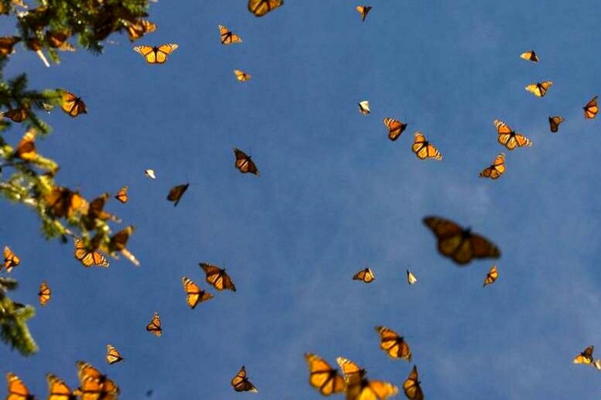 هجوم پروانه‌ها به اطراف تهران