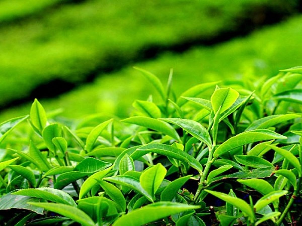 چای سبزی مانعی برای جذب مواد مغذی