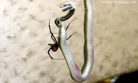 شکار عجیب و باورنکردنی یک مار بزرگ توسط عنكبوت + عکس