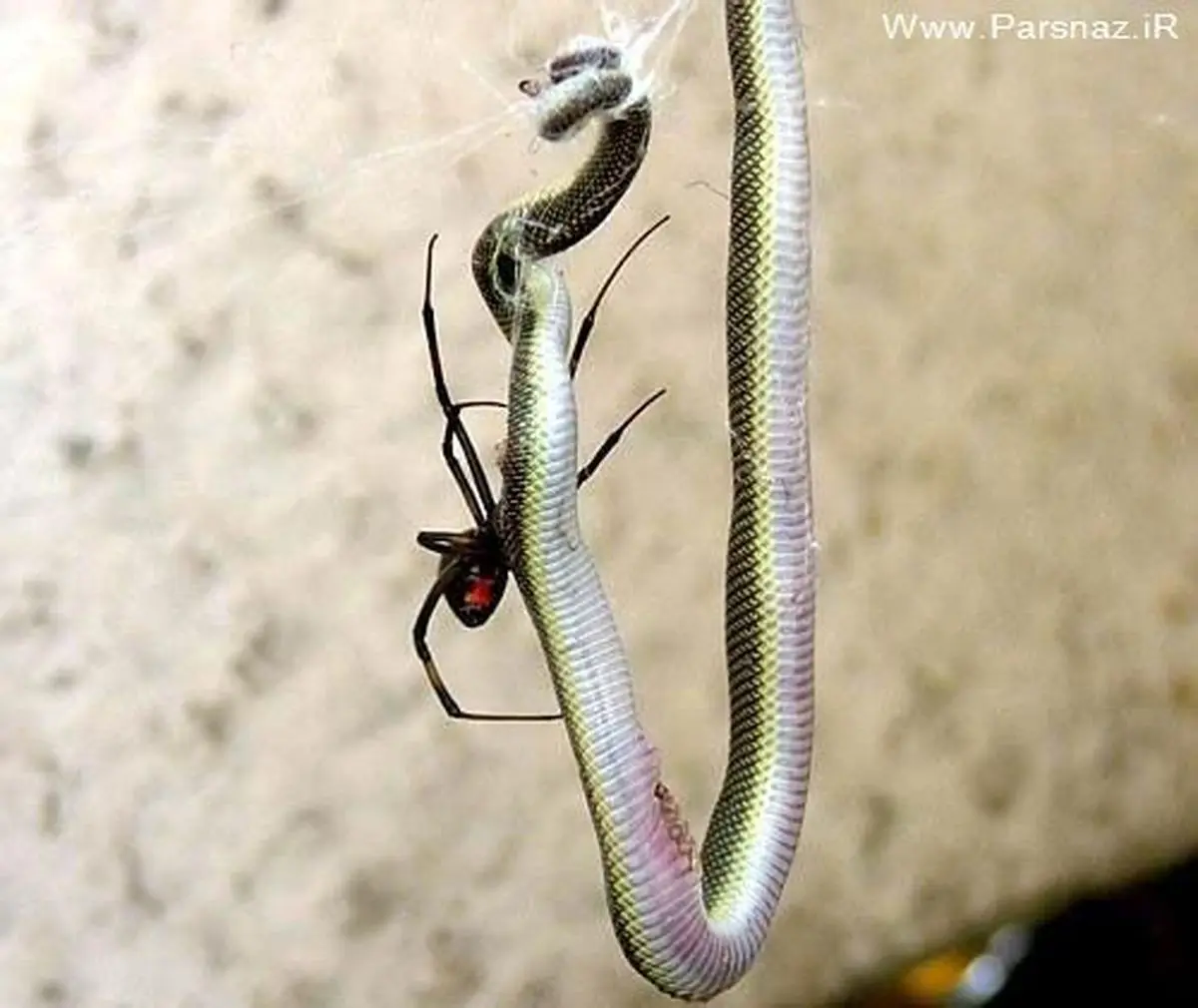 شکار عجیب و باورنکردنی یک مار بزرگ توسط عنكبوت + عکس