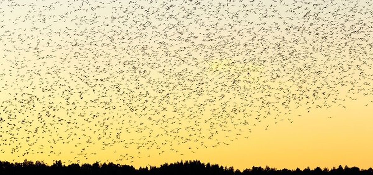 برنامهریزی خودروهای خودران با الهام از حرکت دستهجمعی حیوانات!