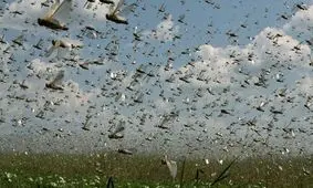 تکذیب هجوم ملخ صحرایی به نوار شمالی کشور