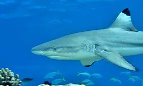 آمدن کوسه‌ها به ساحل جزیره کیش + فیلم