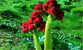 بساط رزق و روزی فصلی تعدادی از کارگران مرندی/ریواس تحفه خدادادی