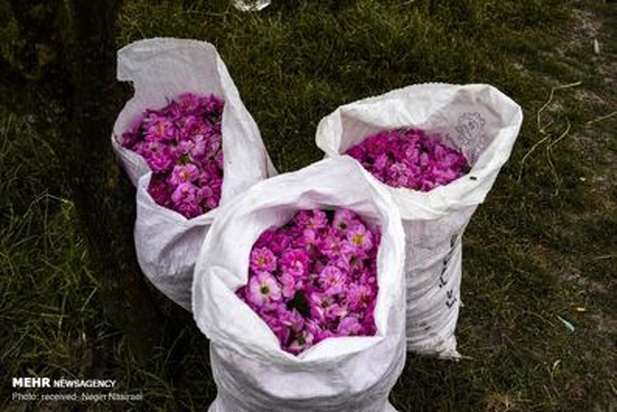 برداشت گل محمدی از مزارع مازندران +تصاویر