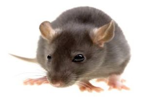 پروتئینی که موش‌ها را مثل کرم شبتاب درخشان می‌کند