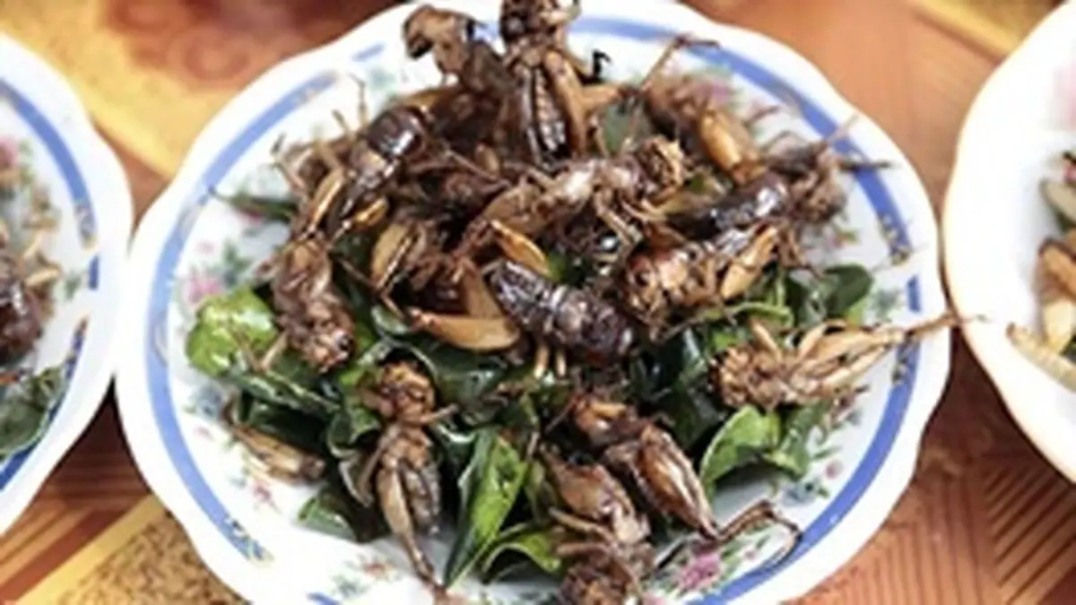 وقتی حشرات ناهار آنجلینا جولی شدند/از پروتئین کرم تا کلوچه زنبور؛ غذای نسل آینده بشر!