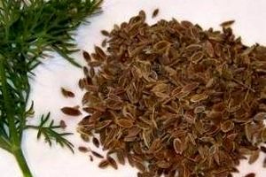 تخم شوید چه خواص و چه مضراتی برای سلامت دارد؟