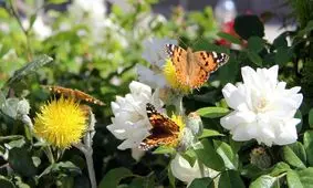 علت هجوم پروانه‌ها به تهران چیست؟