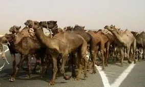 39 نفر شتر توقیف شدند