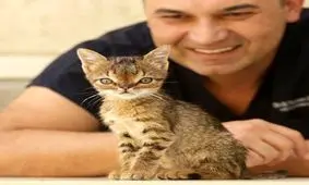 چهره متفاوت اولین گربه مبتلاء به سندروم داون! + عکس