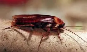 چمدان مسافر خارجی هواپیما پر از سوسک های وحشتناک بود!