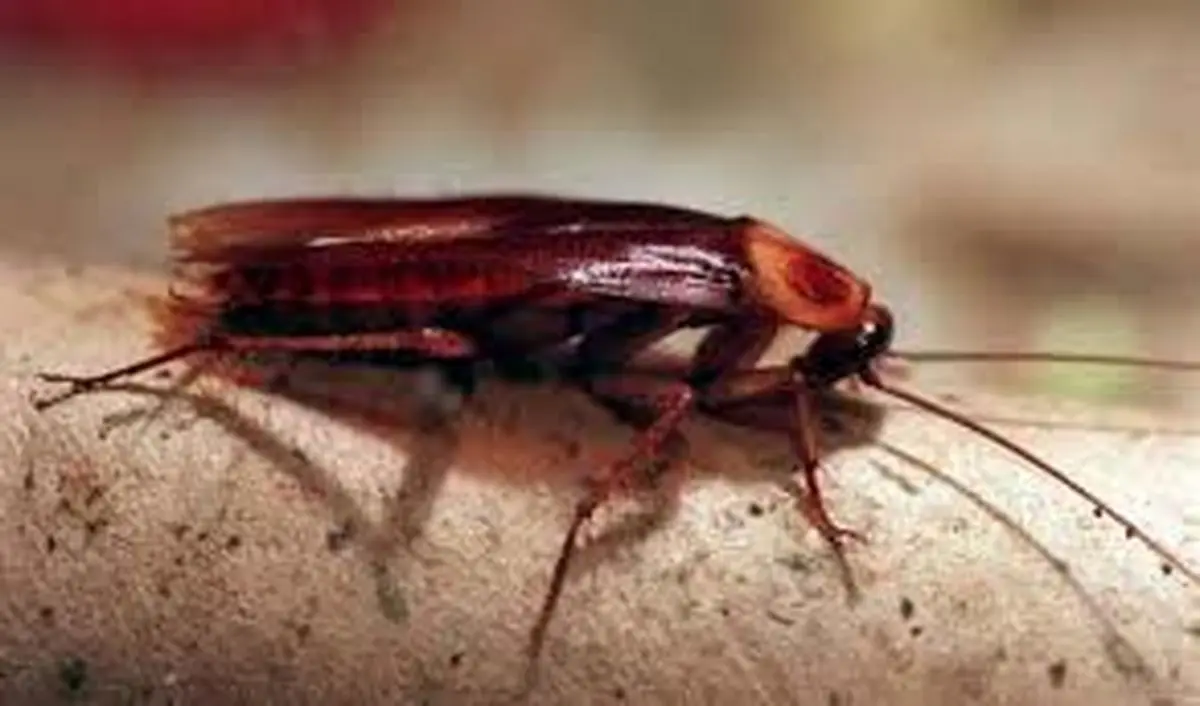 چمدان مسافر خارجی هواپیما پر از سوسک های وحشتناک بود!