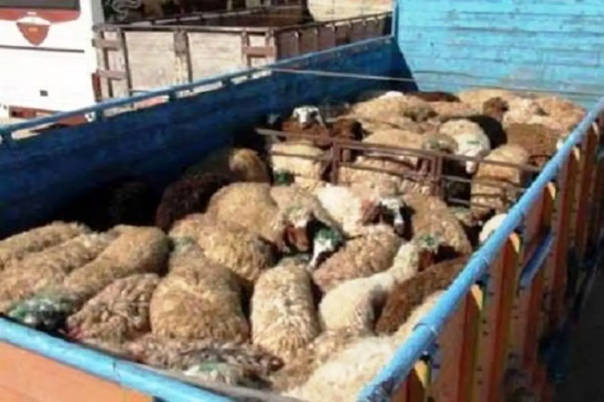 کشف ۳۵ رأس دام قاچاق در منوجان