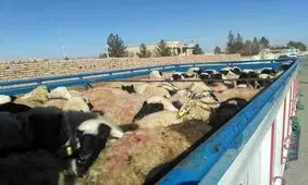 توقیف و مهار 400 راس احشام در هنگ مرزی درگز