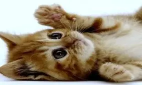 از بیماری «خراشِ گربه» چه می‌دانید؟