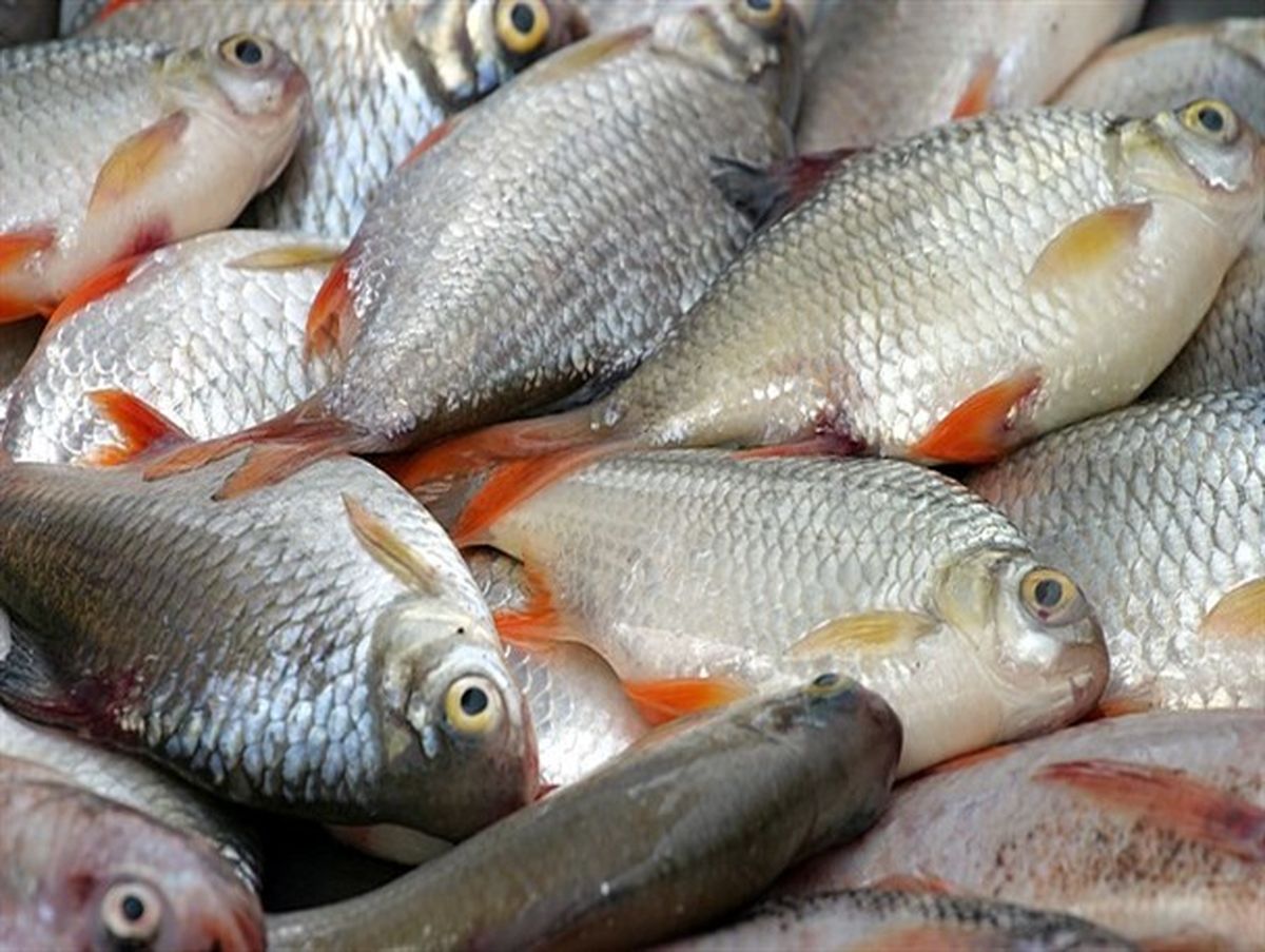 قیمت انواع ماهی در ماه مبارک رمضان