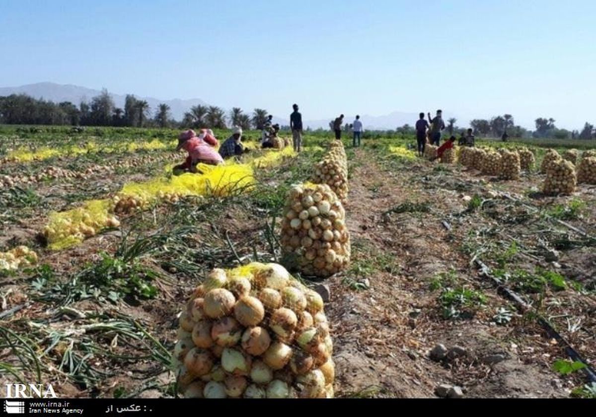 قیمت حبابی پیاز با برداشت آن در خوزستان شکست