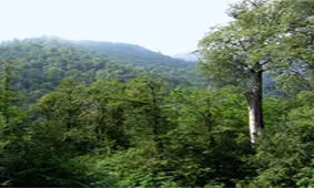 کدام یک از شهرهای جهان بیشترین درخت را دارند