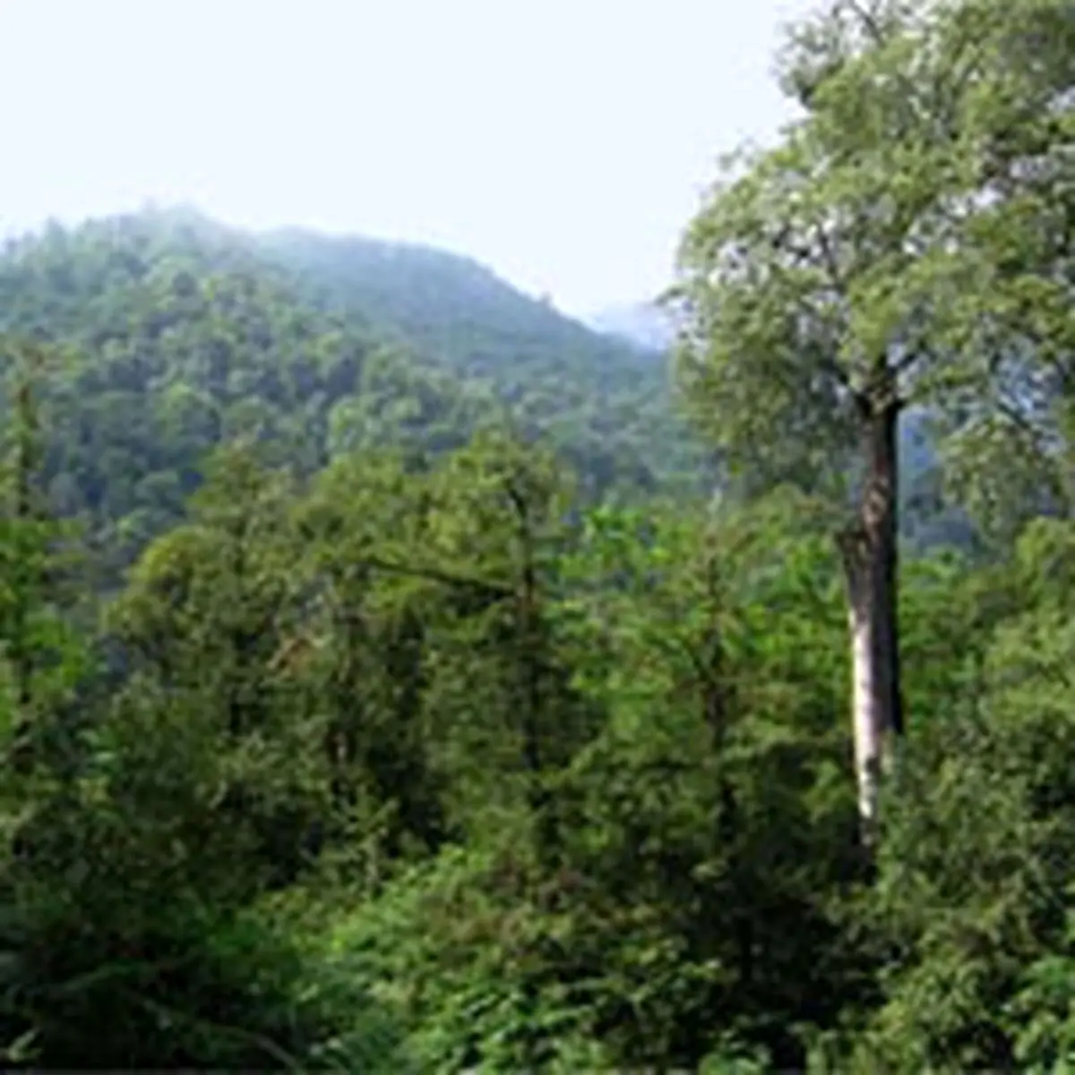 کدام یک از شهرهای جهان بیشترین درخت را دارند