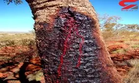 درختی که از تنه اش خون می چکد !