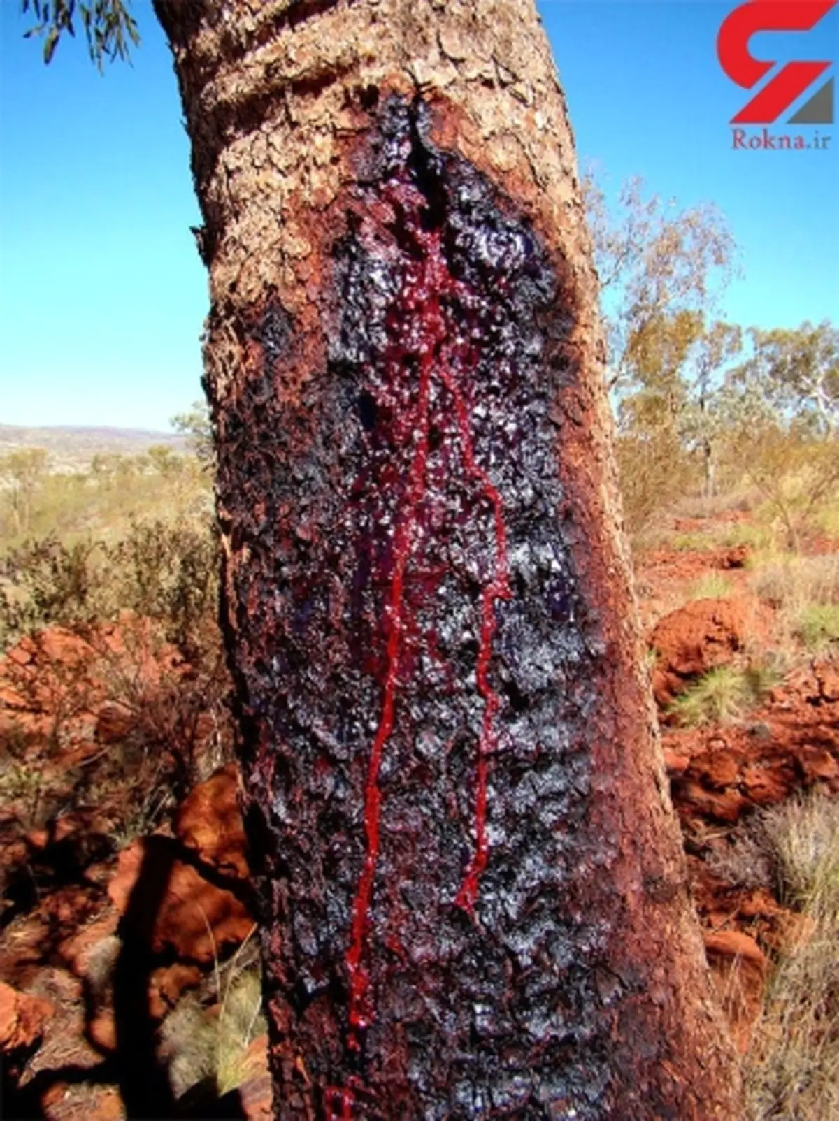 درختی که از تنه اش خون می چکد !