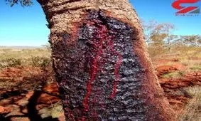 درختی که از تنه اش خون می چکد !