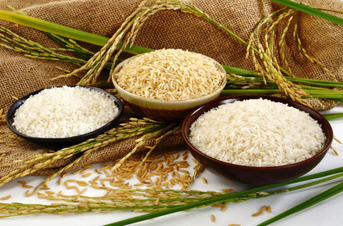 نبود نظارت دستگاه‌ها عامل اصلی اختلاف قیمت برنج از مزرعه تا سفره!