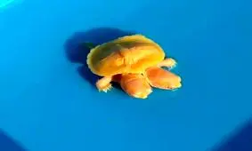 تولد لاک پشت دوسر عجیب با رنگی عجیب تر + عکس